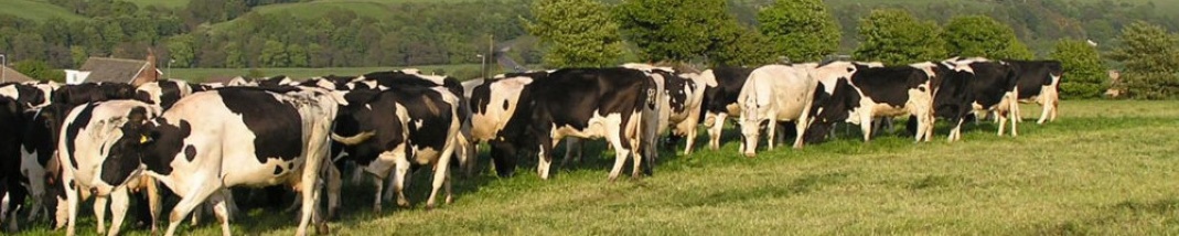 Cows on fields in the village.