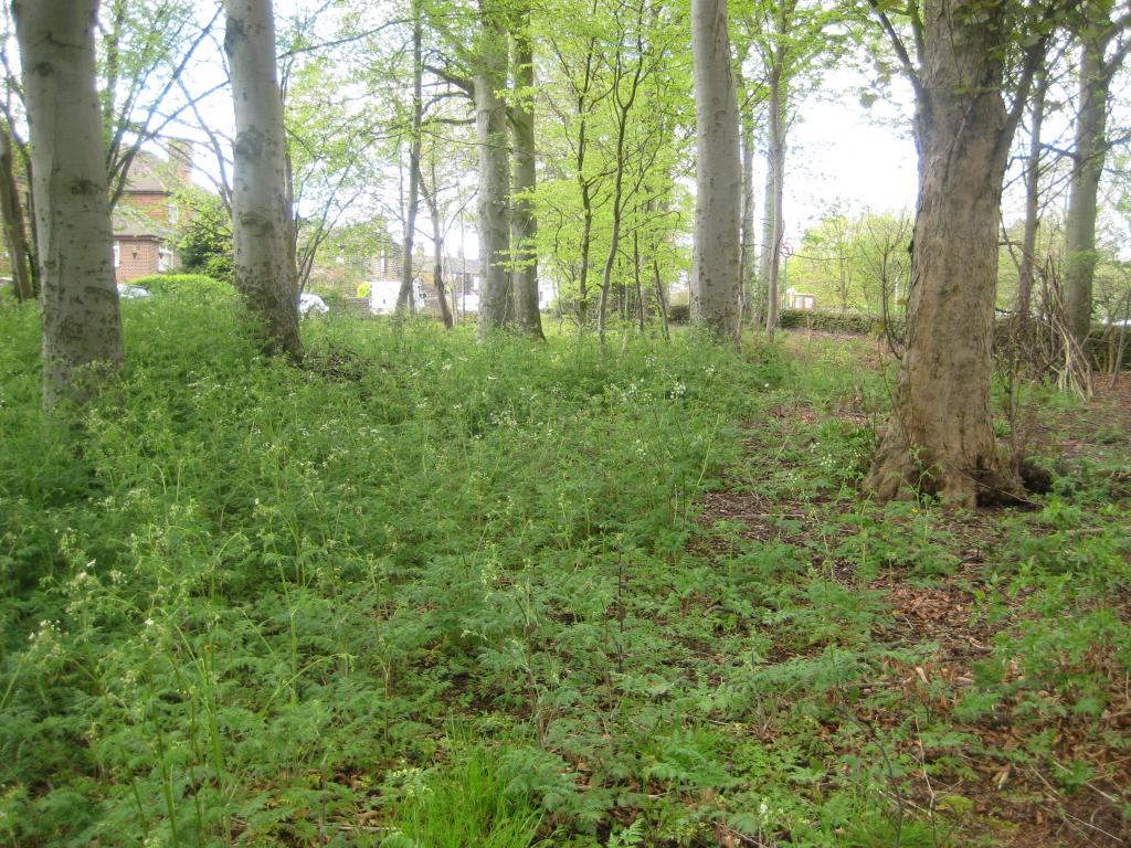 Image of the rookery showing trees